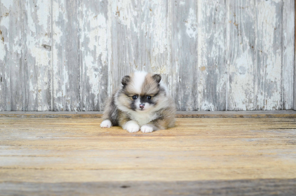 Pomeranian Puppy for Adoption