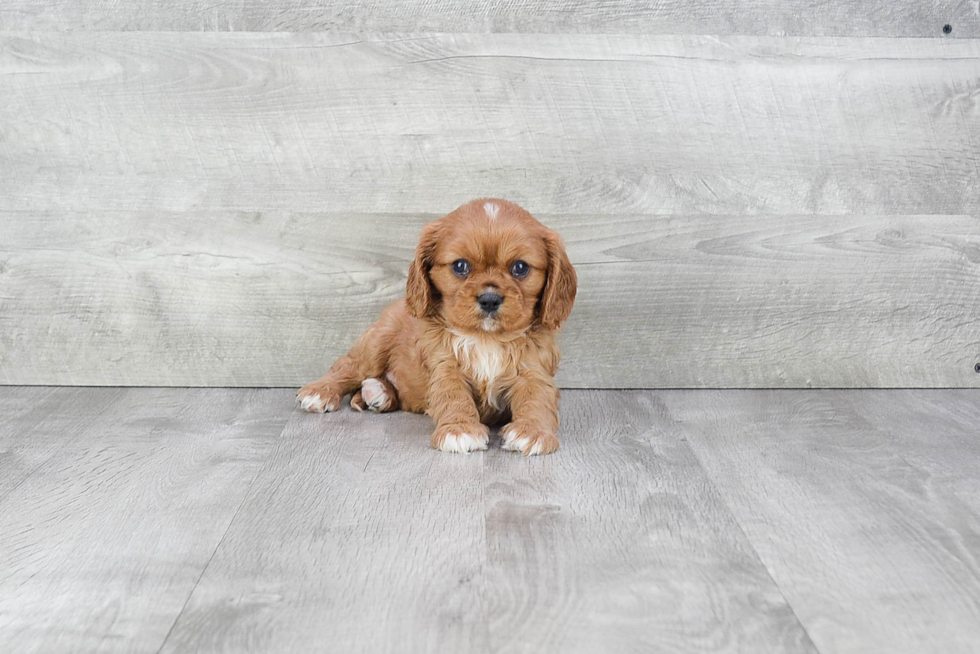 Cavalier King Charles Spaniel Puppy for Adoption