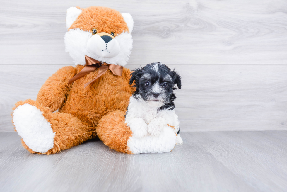 Fluffy Maltipoo Poodle Mix Pup