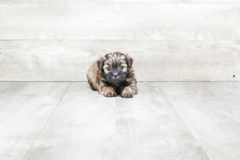 Teddy Bear Pup Being Cute