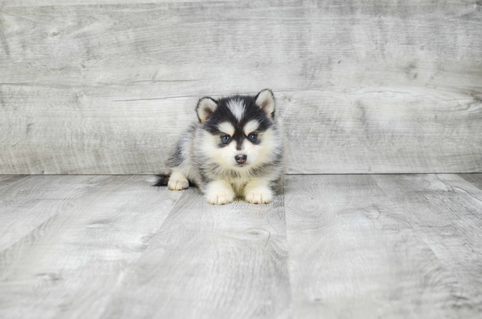 Pomsky Pup Being Cute