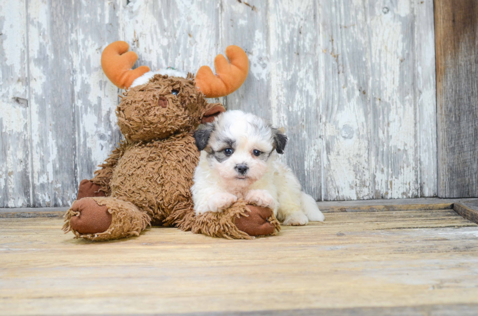 Friendly Teddy Bear Baby