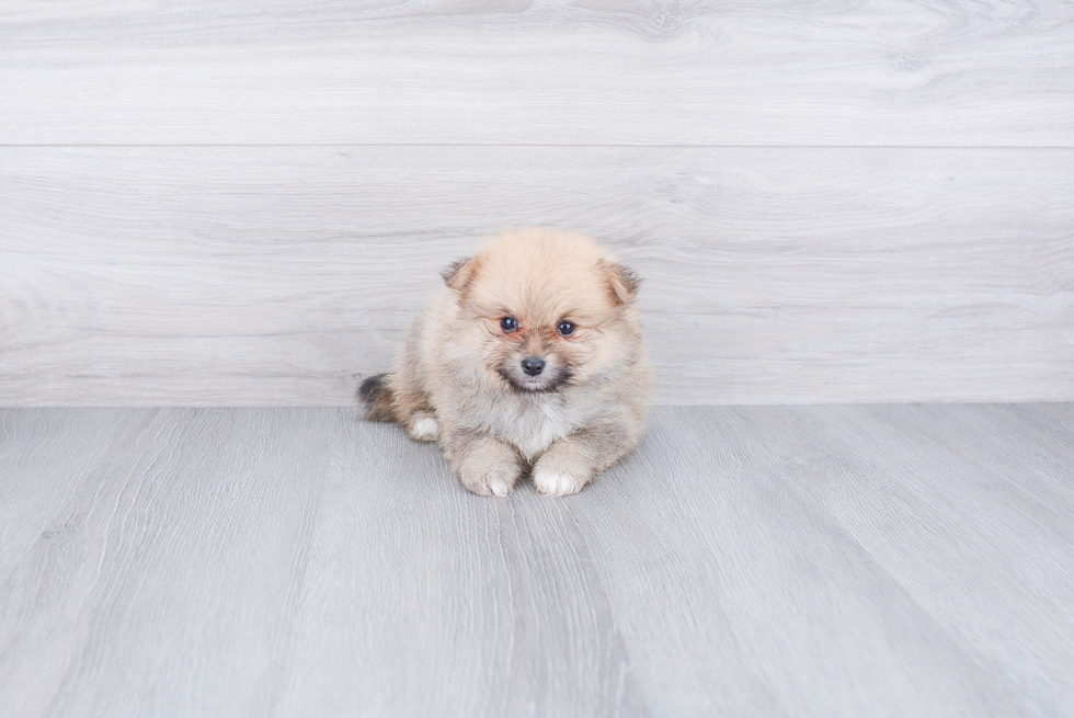 Pomeranian Puppy for Adoption