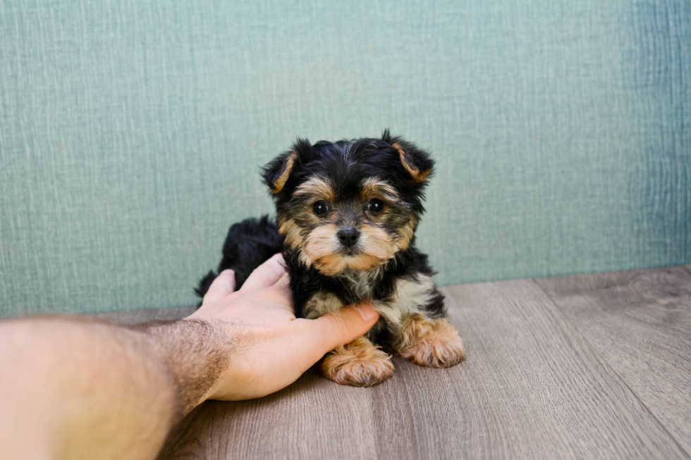 Best Morkie Baby