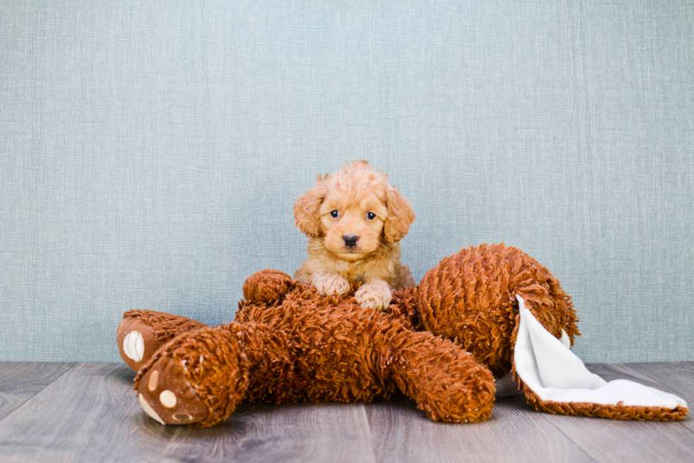 Popular Cockapoo Poodle Mix Pup