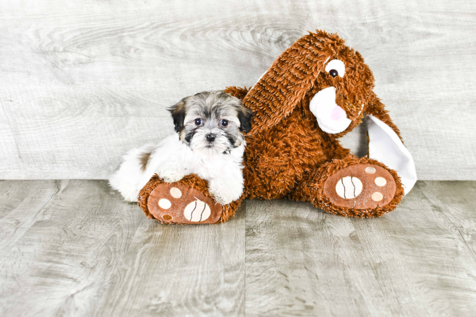 Small Havanese Purebred Pup