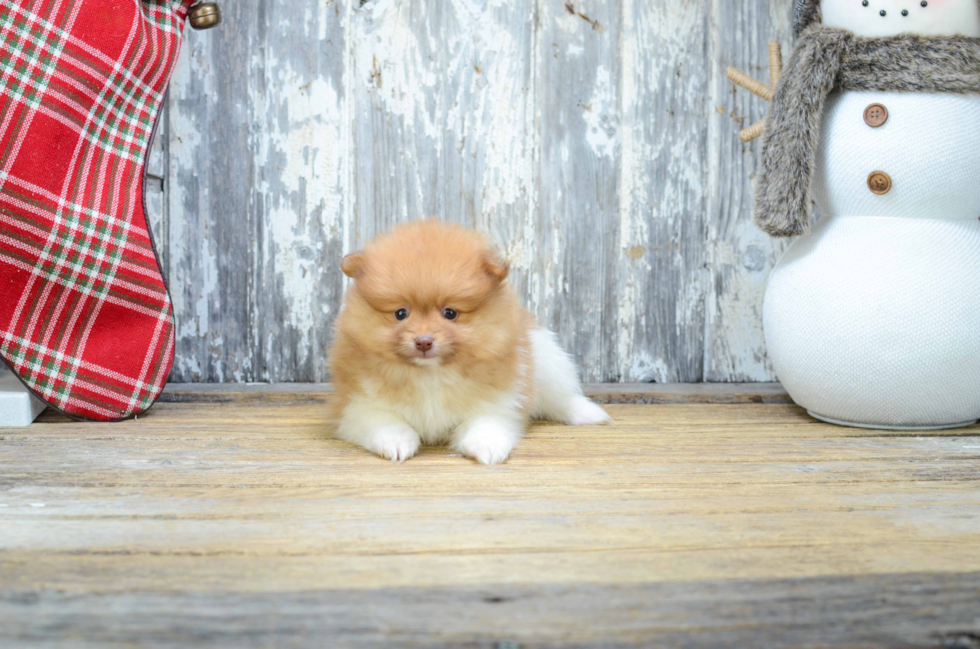 Best Pomeranian Baby