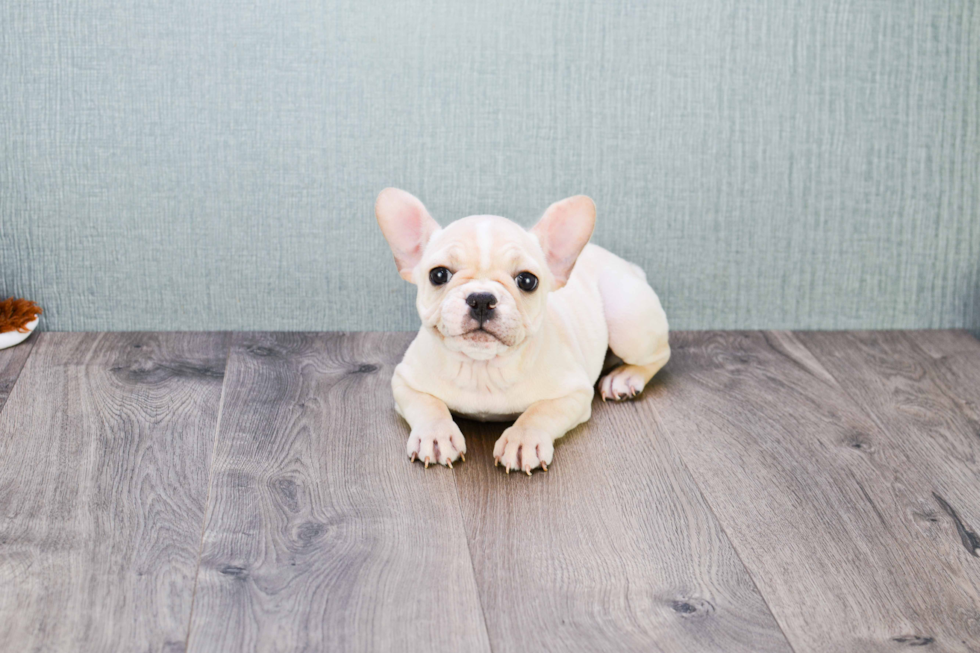 Best French Bulldog Baby