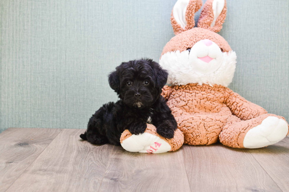 Energetic Yorkie Doodle Poodle Mix Puppy