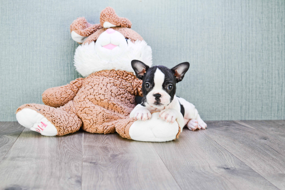 Adorable Frenchie Purebred Puppy