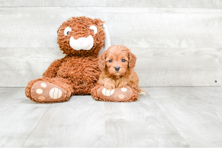 Funny Cavapoo Poodle Mix Pup