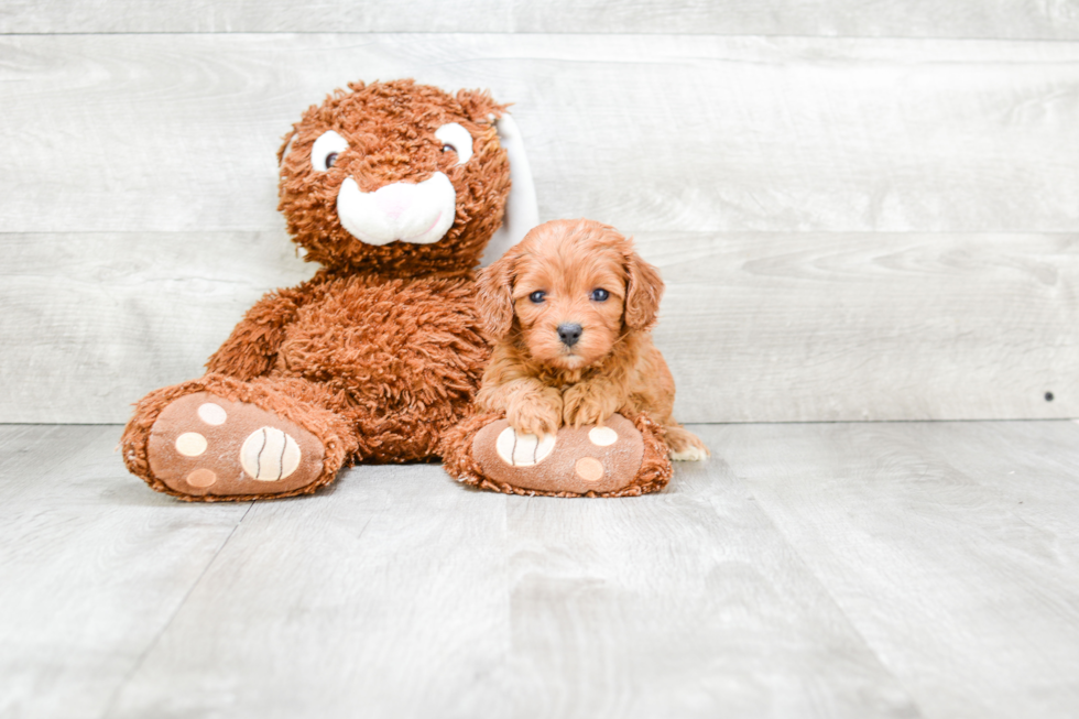 Funny Cavapoo Poodle Mix Pup