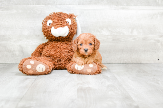 Funny Cavapoo Poodle Mix Pup