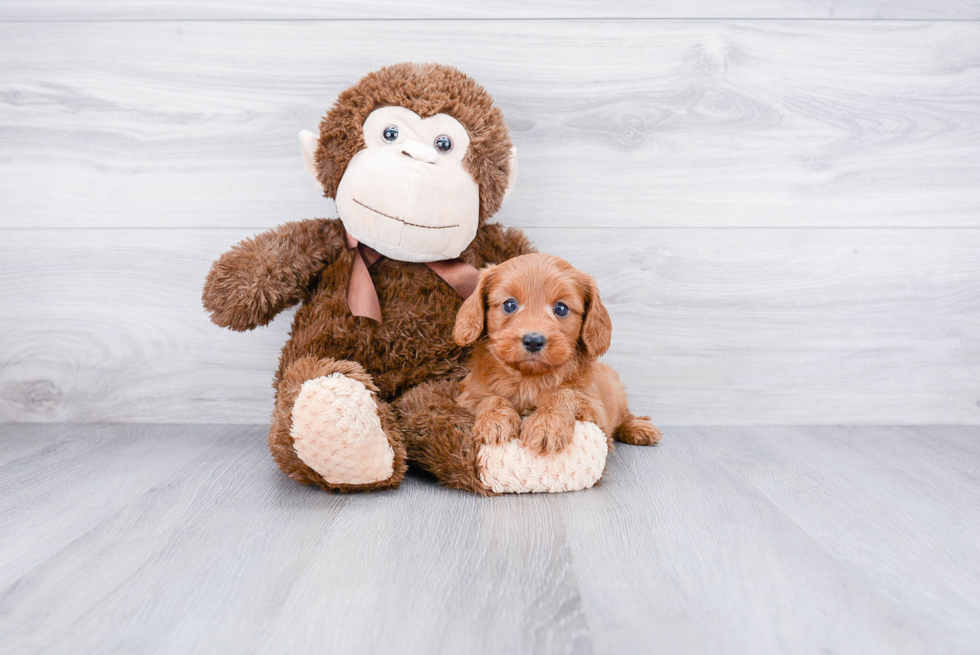 Funny Cavapoo Poodle Mix Pup