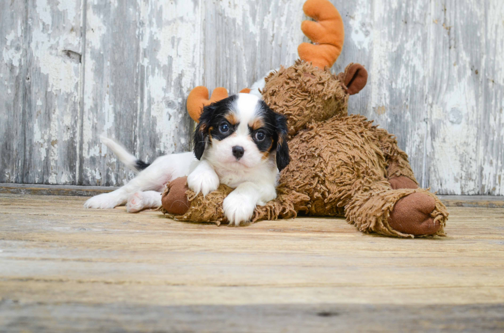 Fluffy Cavalier King Charles Spaniel Purebred Puppy