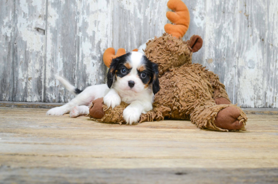 Fluffy Cavalier King Charles Spaniel Purebred Puppy