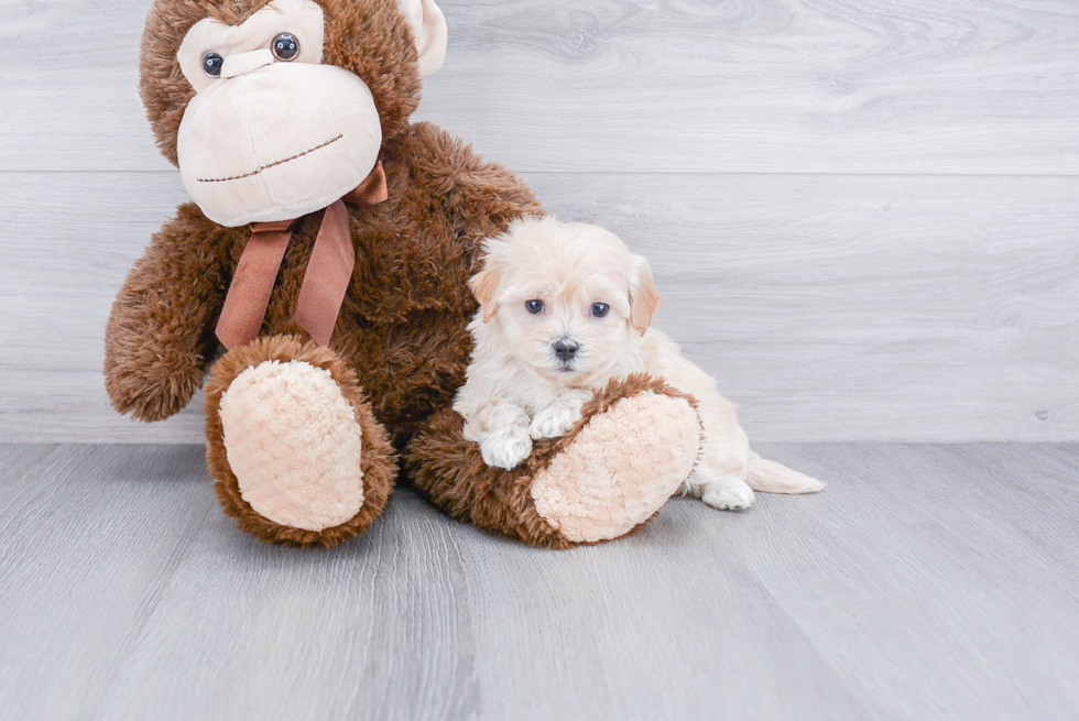 Best Maltipoo Baby