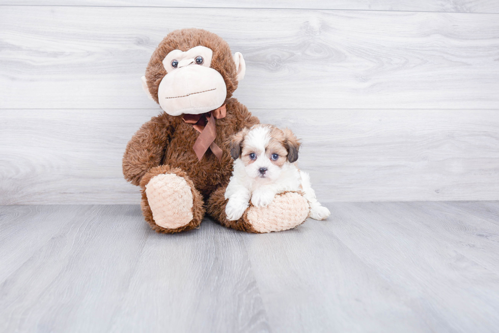 Teddy Bear Pup Being Cute