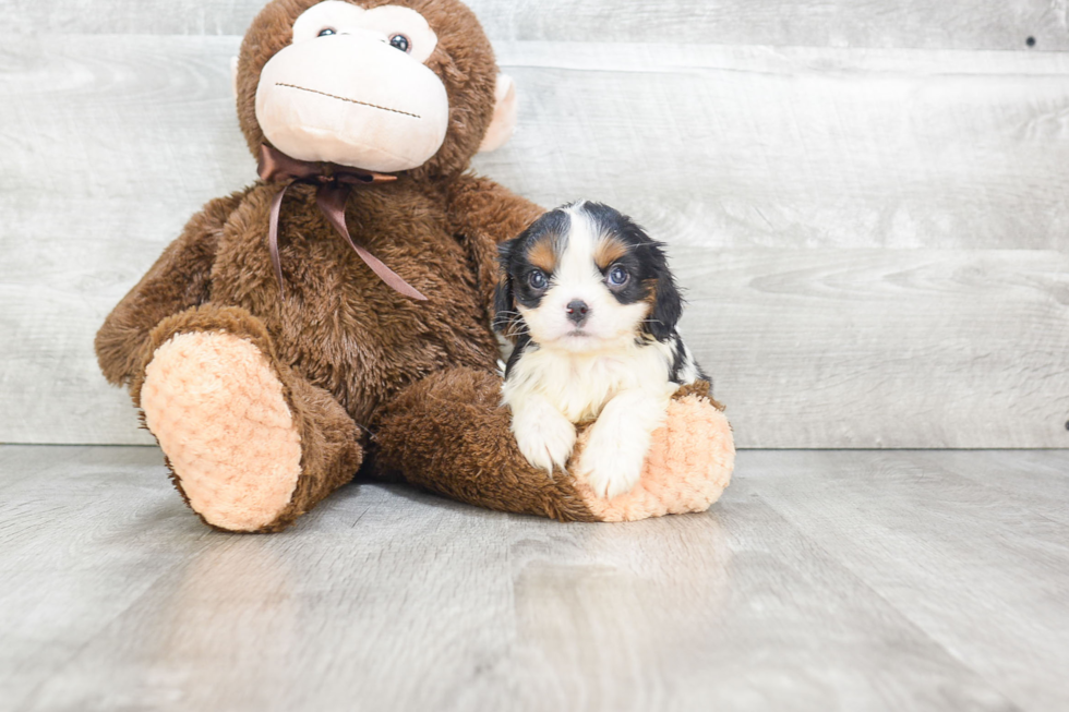 Cavalier King Charles Spaniel Puppy for Adoption