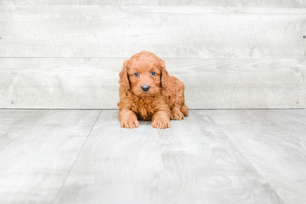 Friendly Mini Goldendoodle Baby