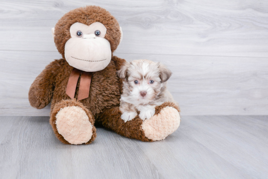 Playful Havanese Baby