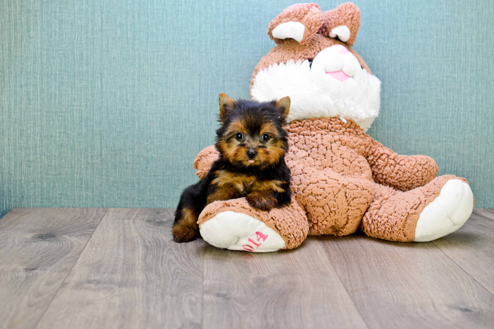 Meet Giselle - our Yorkshire Terrier Puppy Photo 