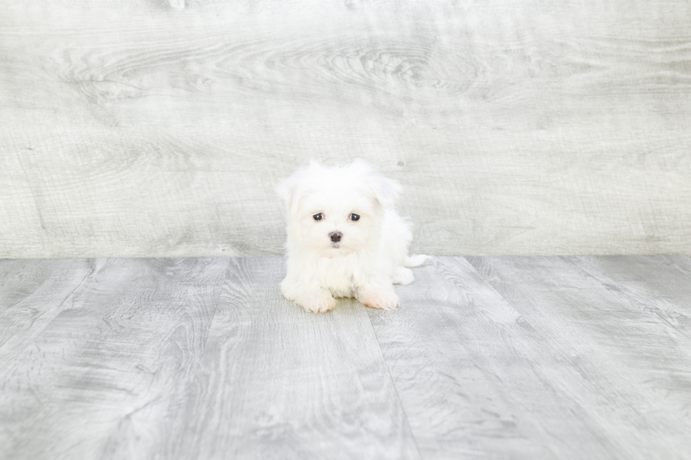 Funny Maltese Purebred Pup