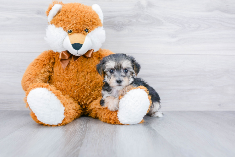 Hypoallergenic Yorkie Designer Puppy