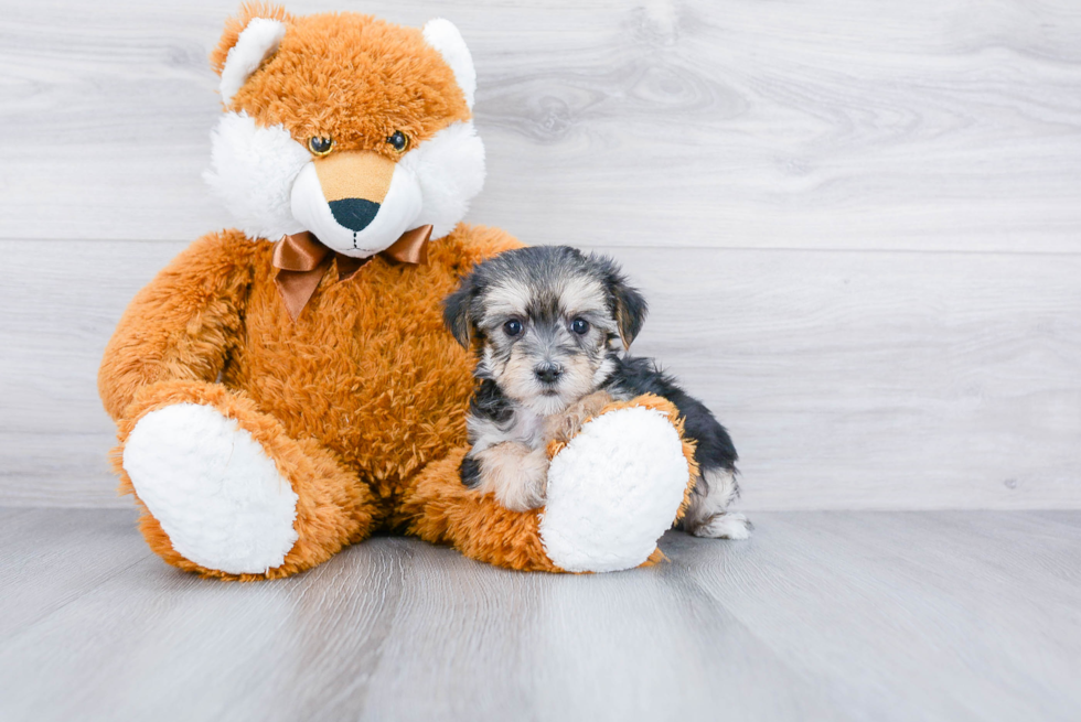 Hypoallergenic Yorkie Designer Puppy