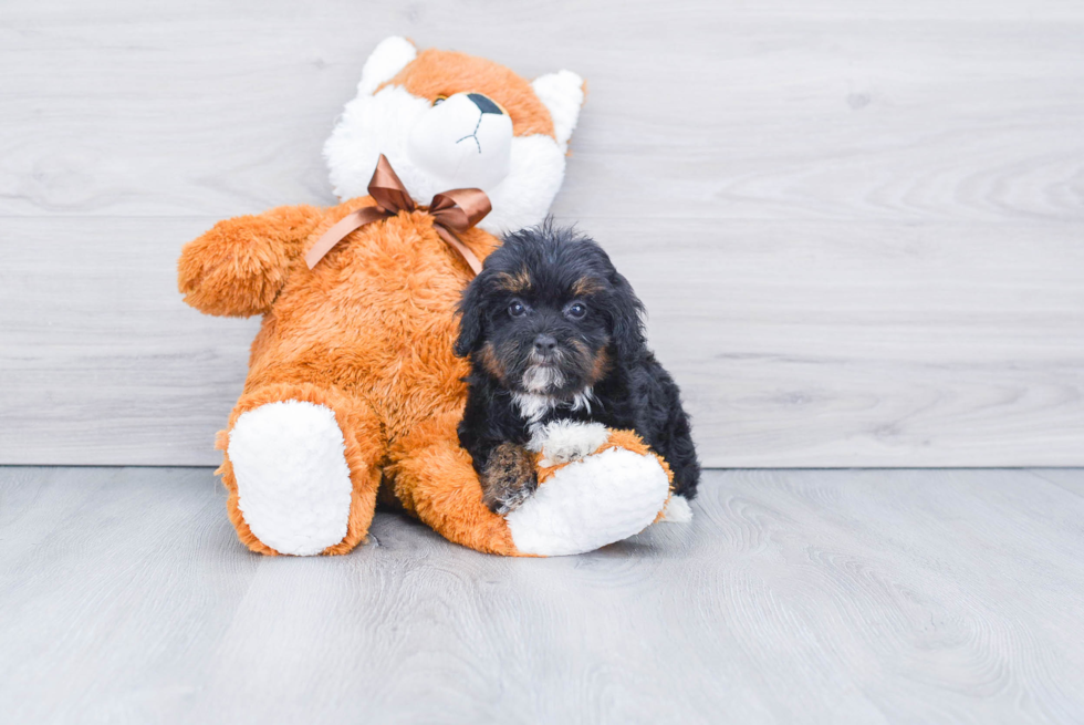 Petite Mini Bernedoodle Poodle Mix Pup