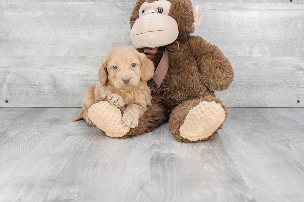 Friendly Mini Goldendoodle Baby