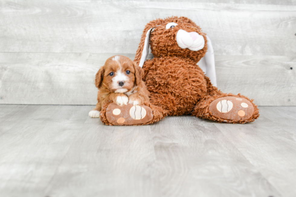 Little Cavoodle Poodle Mix Puppy