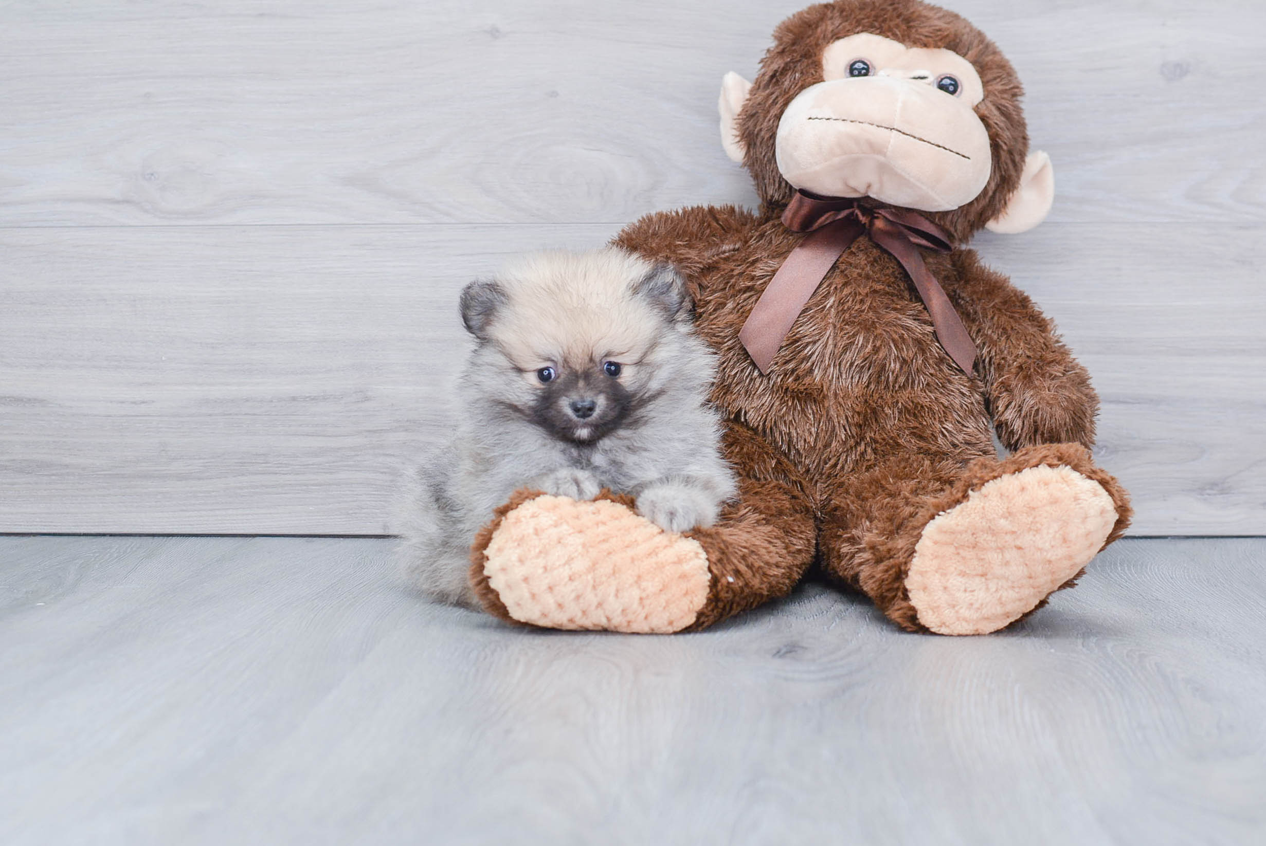 Pomeranian Puppy for Adoption