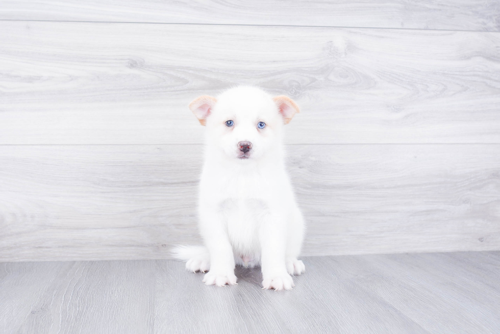 Petite Pomsky Designer Pup