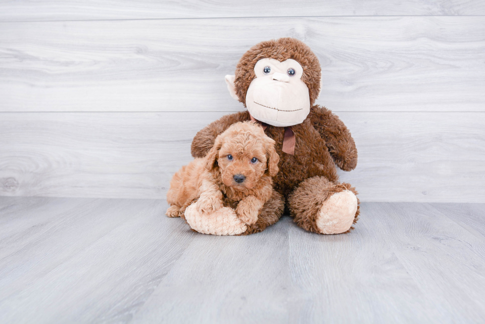 Funny Mini Goldendoodle Poodle Mix Pup