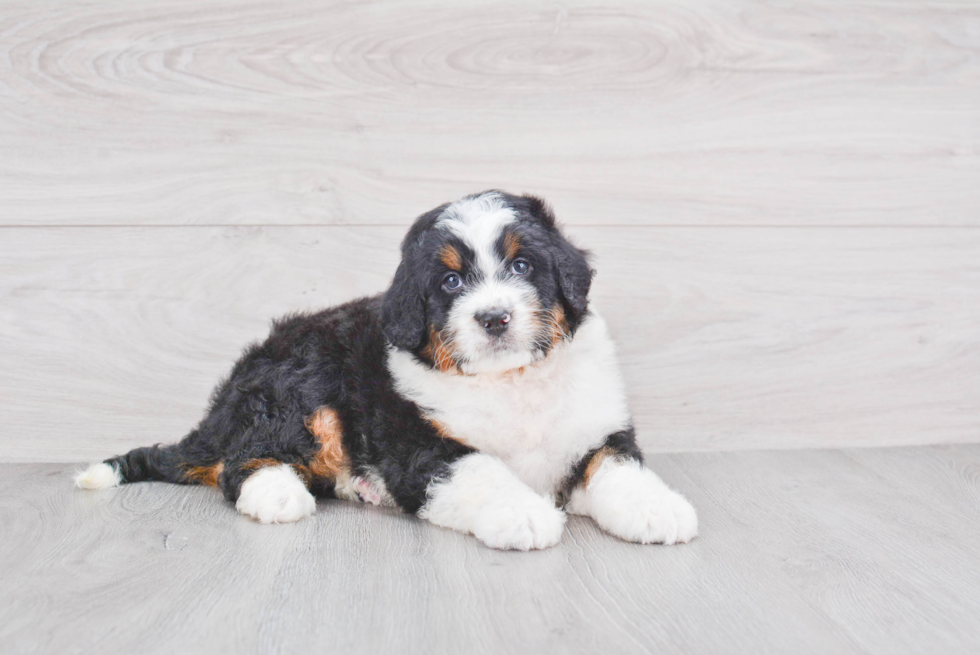 Fluffy Mini Bernedoodle Poodle Mix Pup