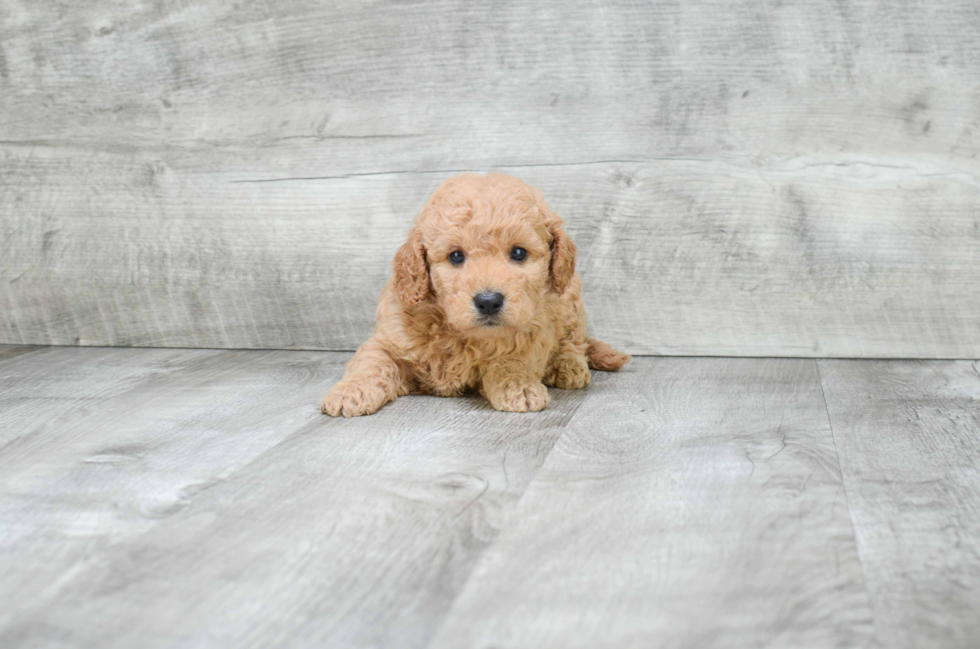 Little Golden Retriever Poodle Mix Puppy