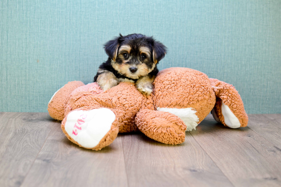 Small Morkie Baby