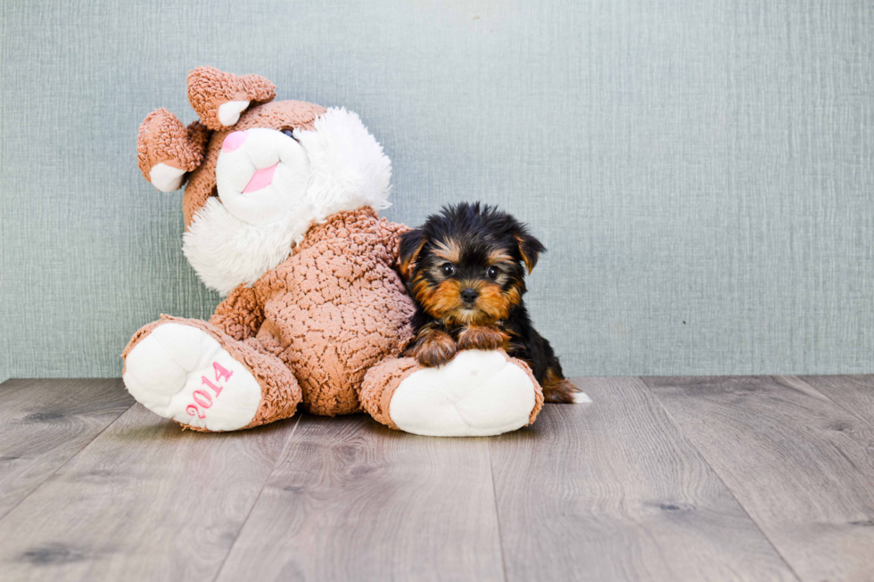 Meet Trigger - our Yorkshire Terrier Puppy Photo 