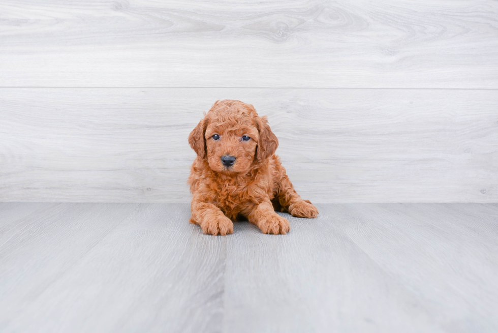 Best Mini Goldendoodle Baby