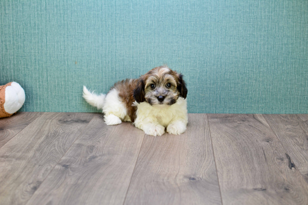 Cute Havanese Purebred Puppy
