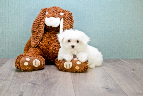 Maltese Puppy for Adoption