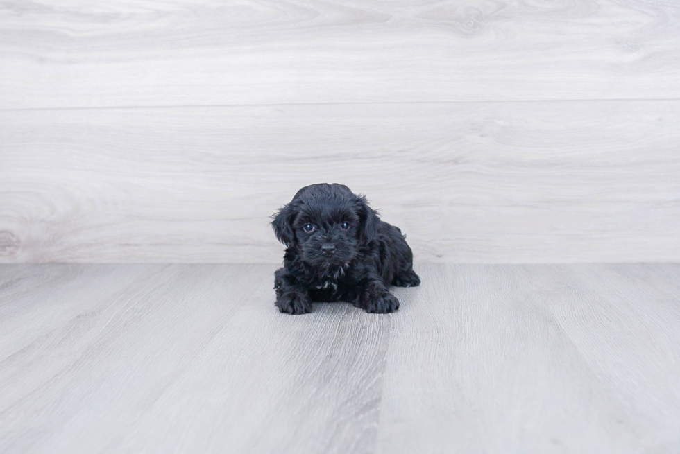 Smart Yorkie Poo Poodle Mix Pup