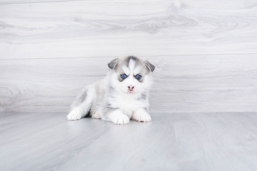 Adorable Mini Husky Designer Puppy