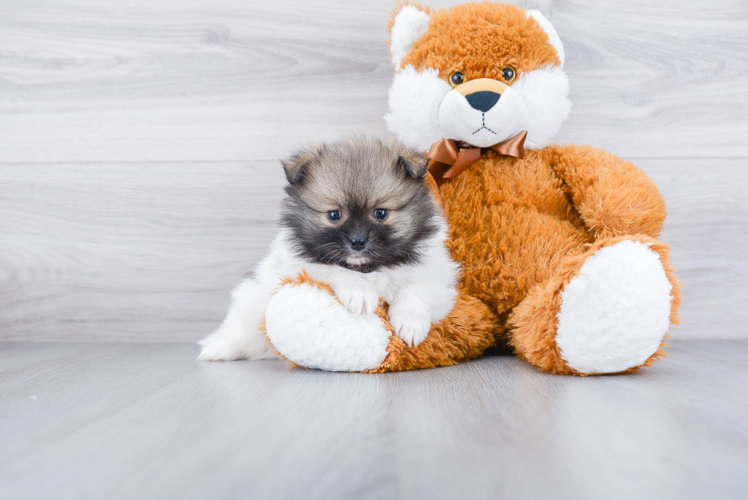 Cute Pomeranian Purebred Puppy