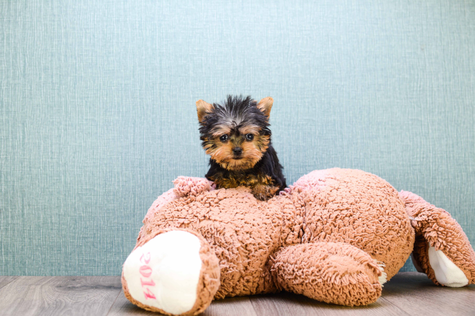 Meet Micro-Teacup Ronaldo - our Yorkshire Terrier Puppy Photo 