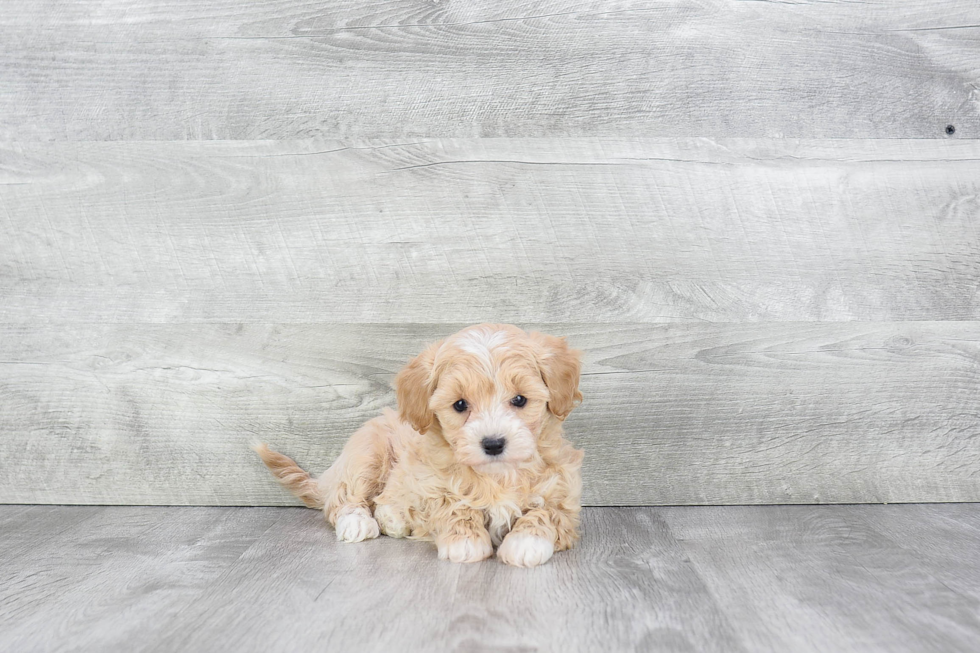 Fluffy Maltipoo Poodle Mix Pup