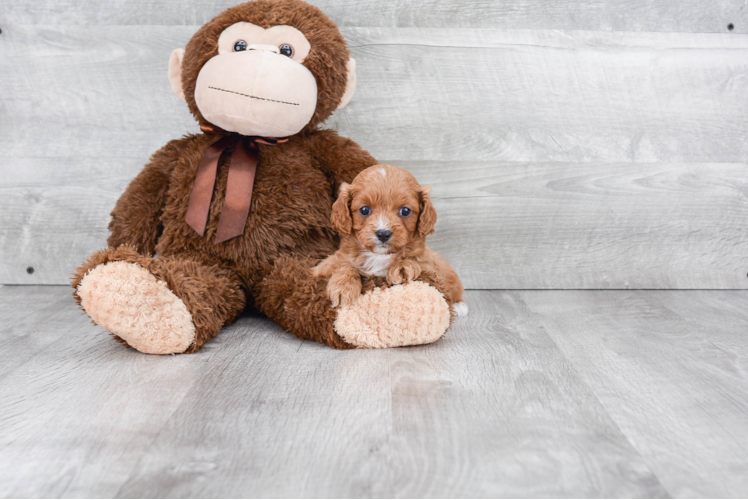 Best Cavapoo Baby