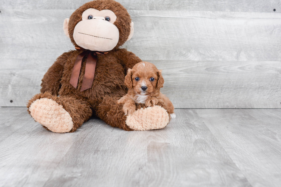 Best Cavapoo Baby