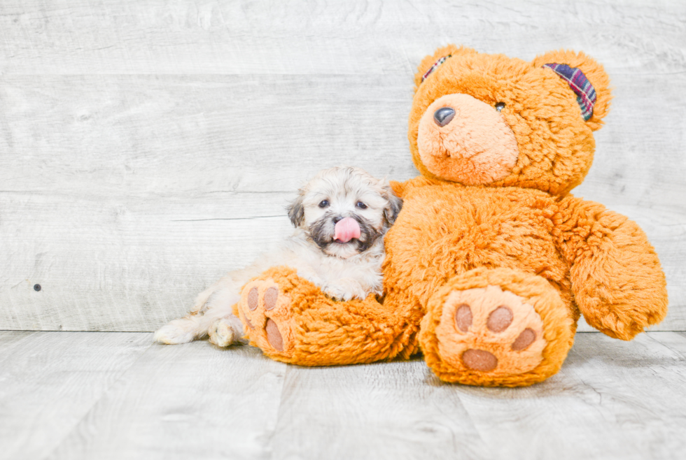 Fluffy Teddy Bear Designer Pup